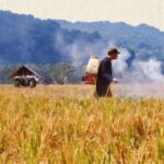 Sawah di Indonesia