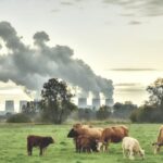Air Pollution and Cattle via eurofer.eu