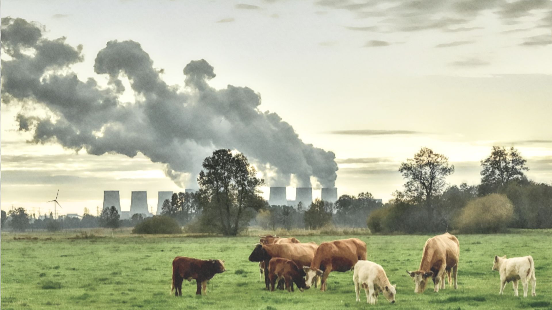 Air Pollution and Cattle via eurofer.eu
